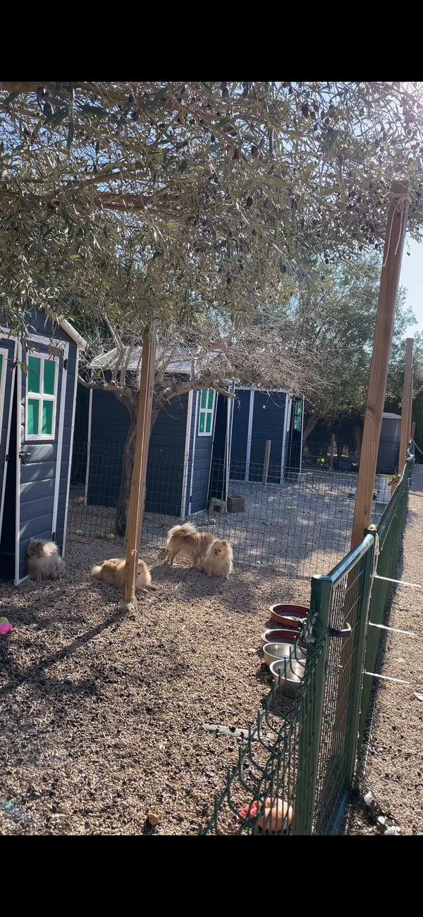 Criadero 4Patas en Dénia — nursery de cachorros